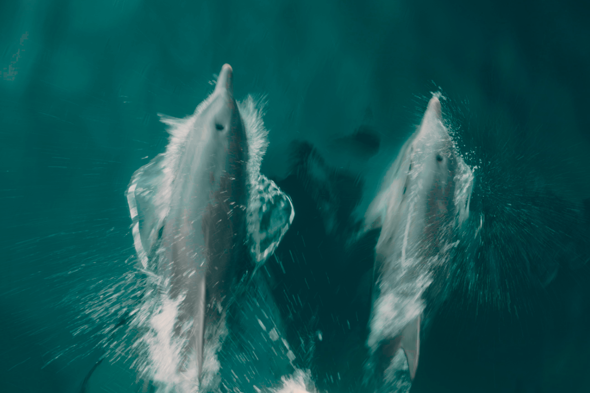 Dolphins in the wild