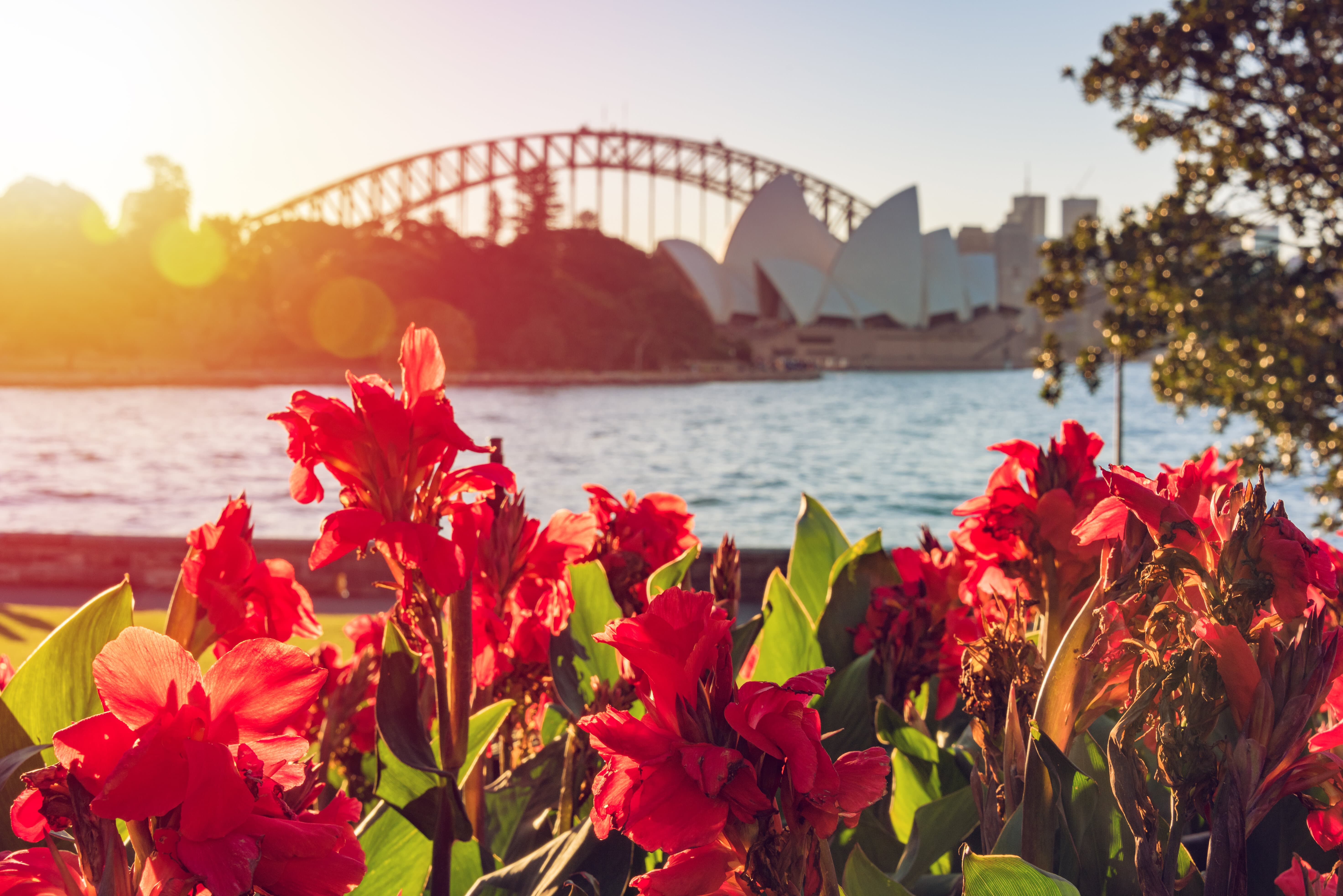 Instagrammable shot of the Opera House and flowers