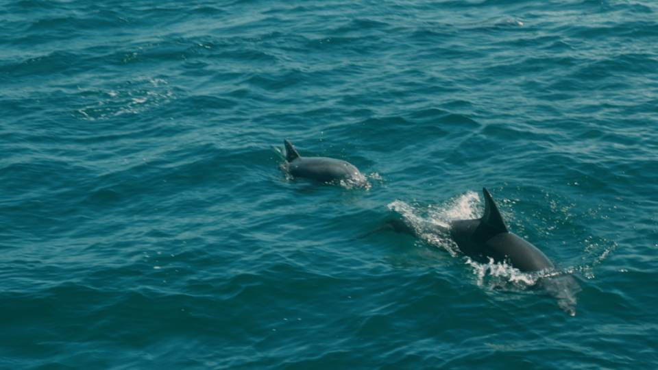 Dolphin watching in Jervis Bay