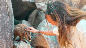 Rock Wallaby - Solo female traveller - Magnetic Island - Welcome to Travel