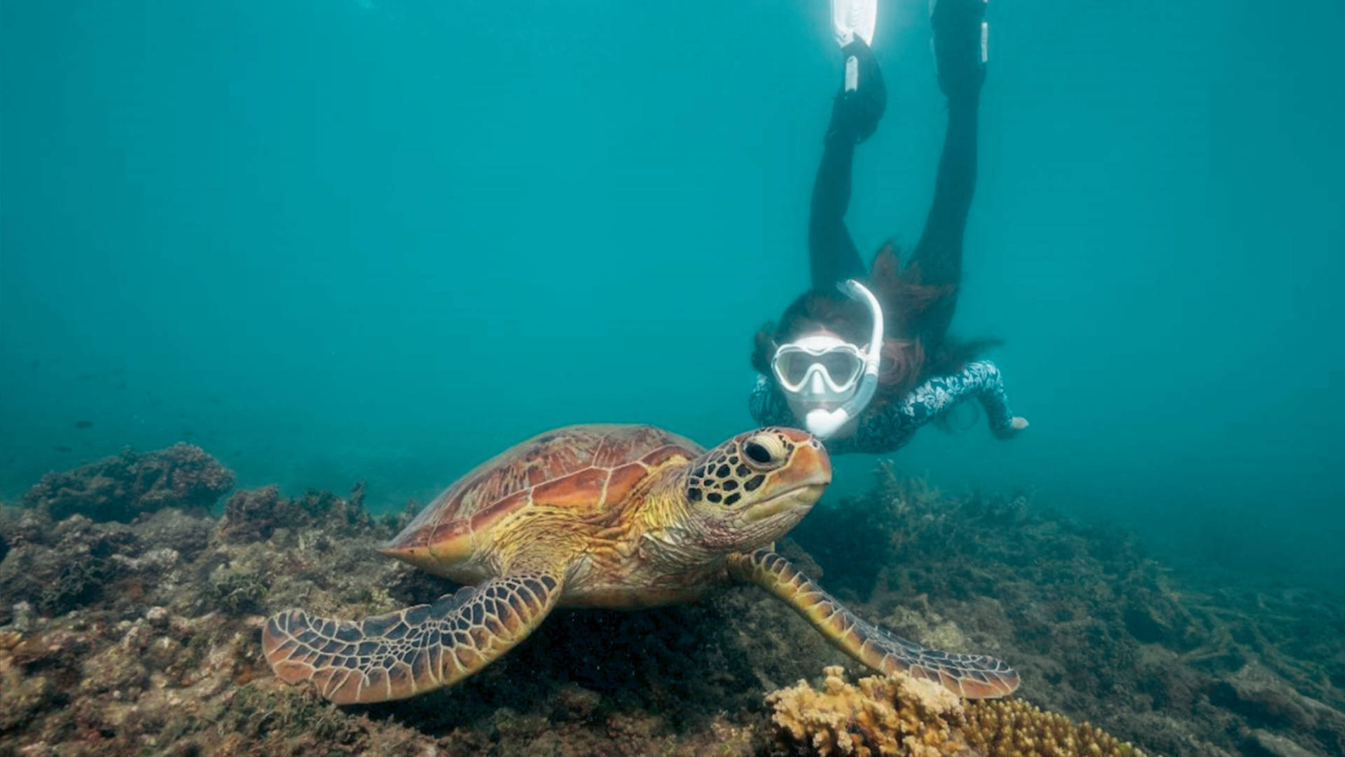 Turtle Snokel Fitzroy Island - Welcome to Travel