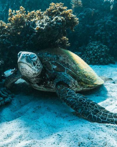 Laura Gourgas photos-West-coast-turtle-reef-welcome-to-travel