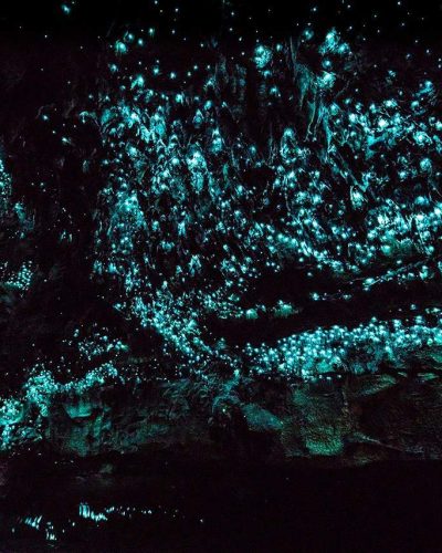 Waitomo-Caves-Glowworm-New-Zealand